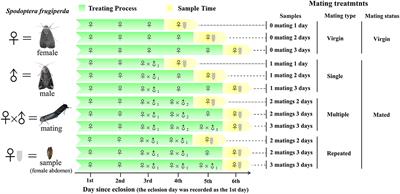 Mating Leads to a Decline in the Diversity of Symbiotic Microbiomes and Promiscuity Increased Pathogen Abundance in a Moth